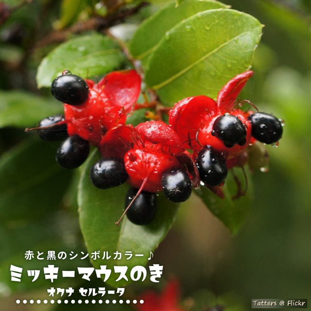 木のミッキーマウス激レア物 木の削りだしミッキーマウス 木のミッキー