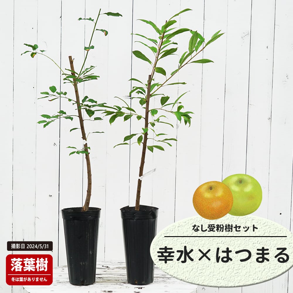 楽天市場】梨 苗木 【幸水】 1年生接木苗 単品 or 受粉樹セット : 苗木