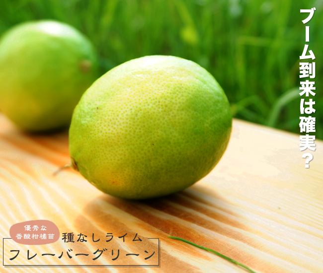 楽天市場】ライム 苗木 【フレーバーグリーン】 種なしライム 3年生