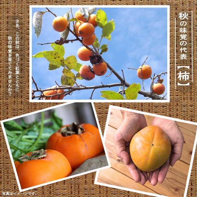 楽天市場】柿の苗木 【太豊】 完全甘柿 3年生接木大苗 1.1m苗 【産地で