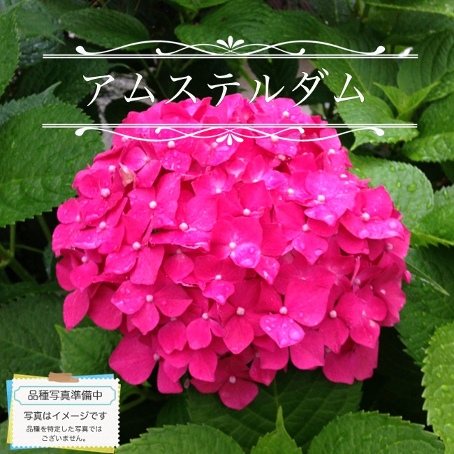 楽天市場】紫陽花 西洋あじさい 【シティーライン アムステルダム】 5