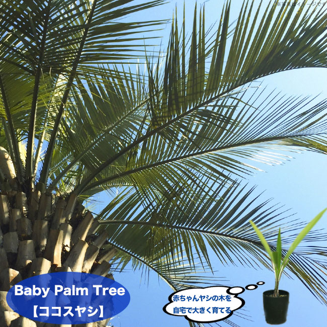 楽天市場】ちびっ子 ヤシの木 【ココスヤシ】 3号ポット苗 : 苗木部