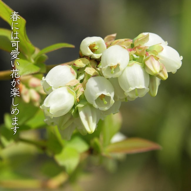 楽天市場】【レガシー】 ノーザンハイブッシュ系 2年生挿木苗