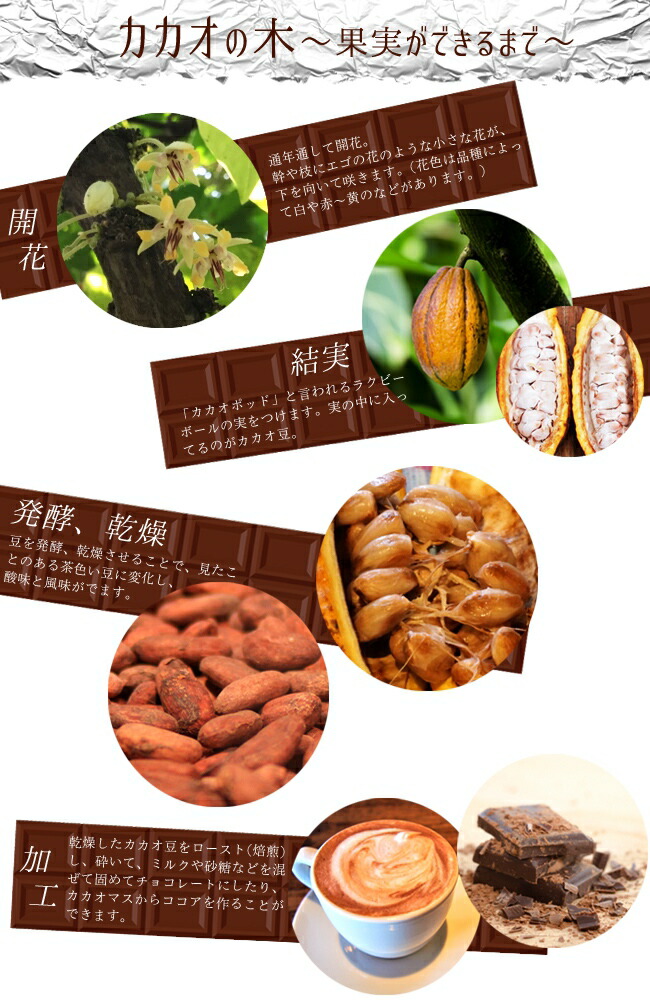 楽天市場】カカオ 【フォラステロ】 1年生実生苗 3号ポット : 苗木部