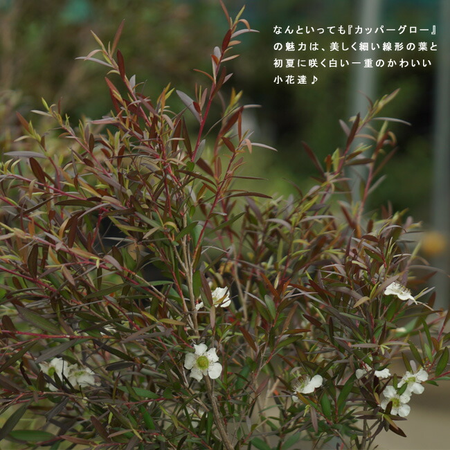 楽天市場】【カッパーグロウ】 レプトスペルマム 3号ポット苗 : 苗木部