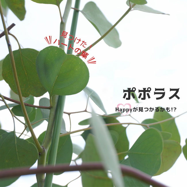 楽天市場】【ポポラス ポリアンセモス】 ユーカリの木 ポット苗 : 苗木