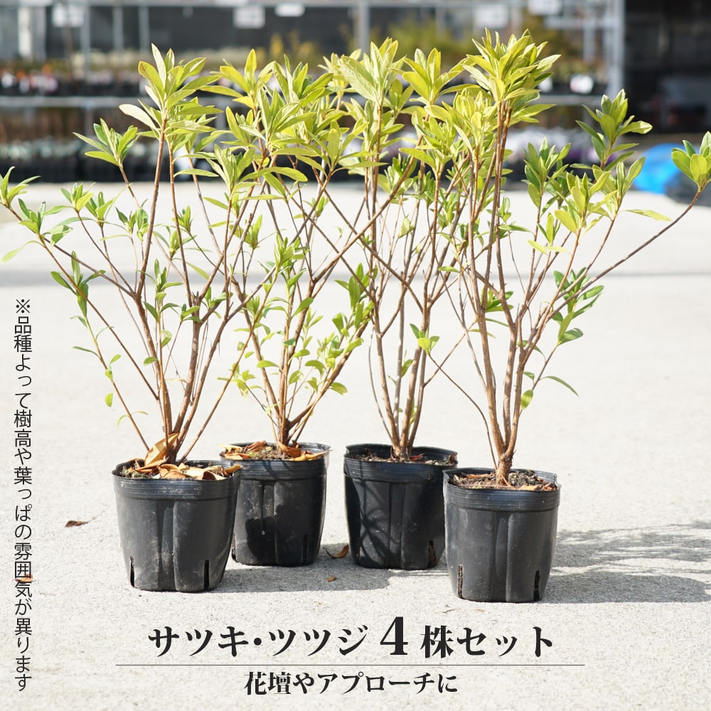 楽天市場】平戸ツツジ 【赤】 4本セット 4号ポット苗 : 苗木部 by 花