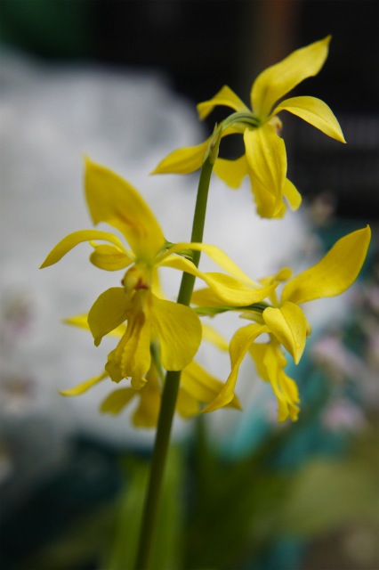 楽天市場】山野草 エビネ 苗 【 キエビネ （ 黄海老根 ） 】 宿根草 苗