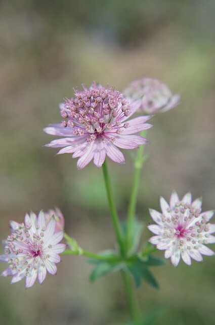 楽天市場】アストランティア 【ローマ】 3号ポット苗 : 苗木部 by 花