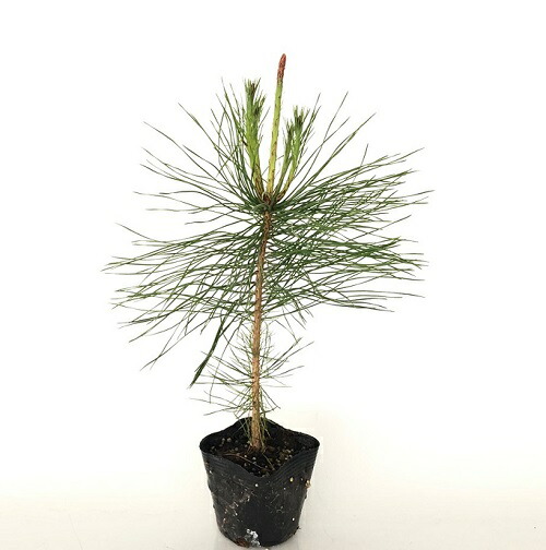 赤松 苗」の人気商品一覧 | 安い商品を通販サイトから探す - 価格.com