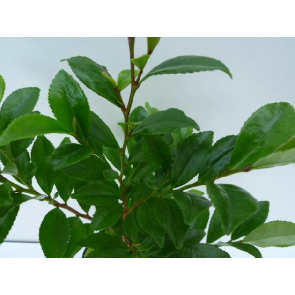 楽天市場】【送料無料】【5本セット】 ヒサカキ 樹高0.4m前後 15cm