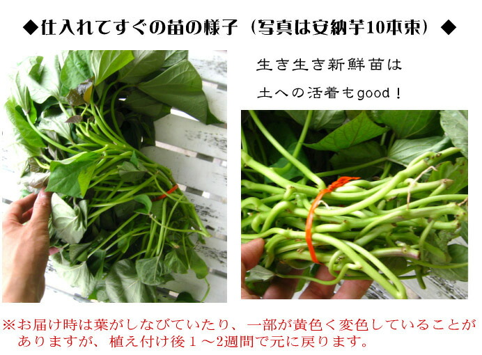 楽天市場】＼今期最終 7/18金入荷分／サツマイモ 苗 販売【中尾農園