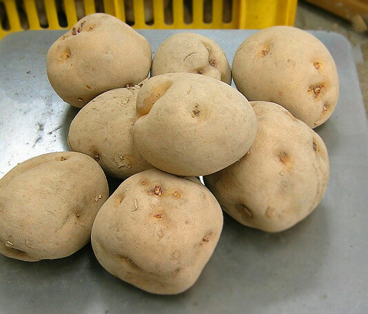 楽天市場】＼売り尽くし／じゃがいも 種芋 10kg 送料無料 マツコの知ら