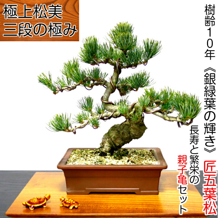 楽天市場】盆栽 松 五葉松 本場高松産 飾り映えする 渾身の一樹 寿福