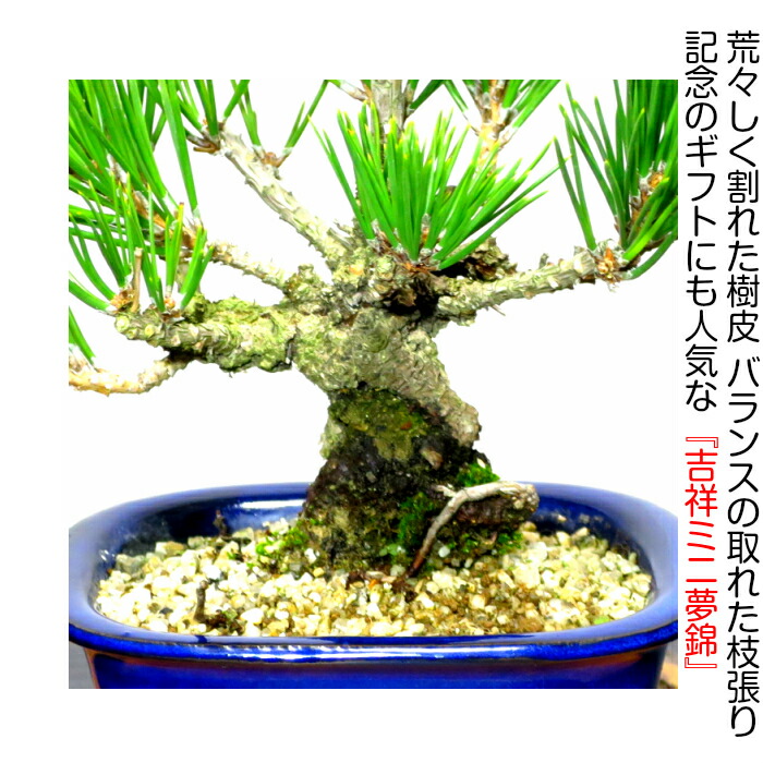 楽天市場】盆栽 松 黒松 ミニ錦松 楽天1位受賞 縁起物 厄除け 樹齢5年