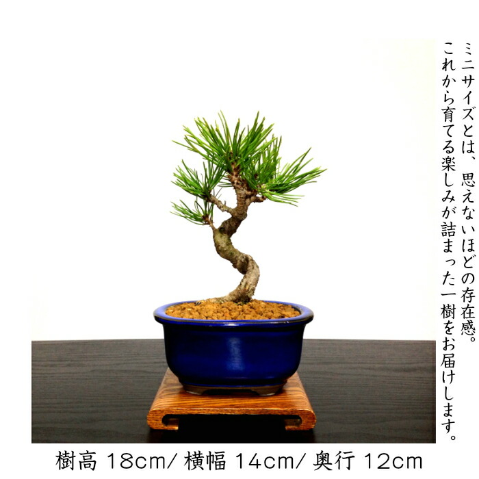 楽天市場】盆栽 松 樹形美 樹齢5年 捻転幹 黒松 ミニ盆栽 Wプレゼント