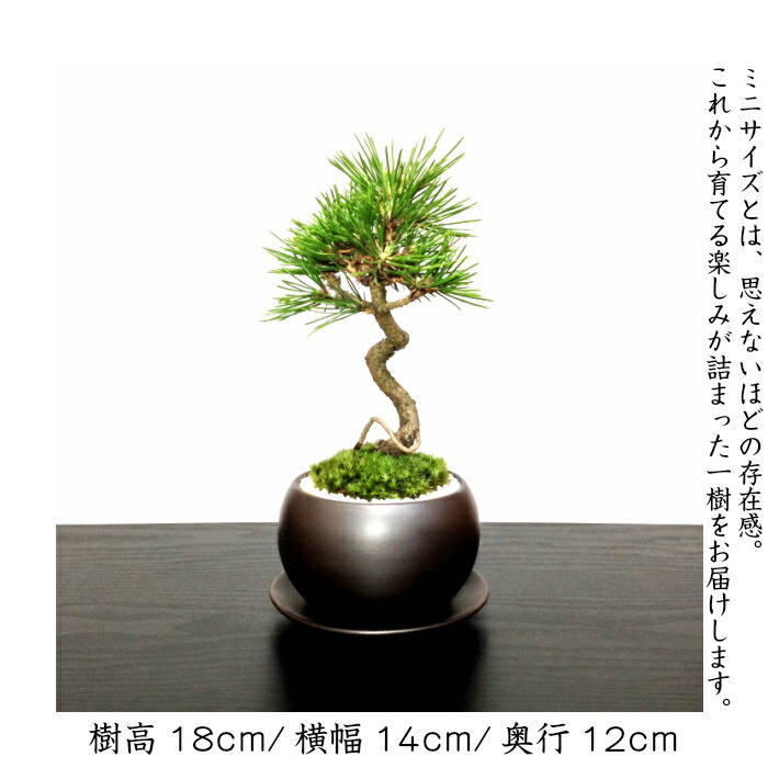 楽天市場】盆栽 黒松 道具 セット 樹形美 樹齢5年 捻転幹 Wプレゼント