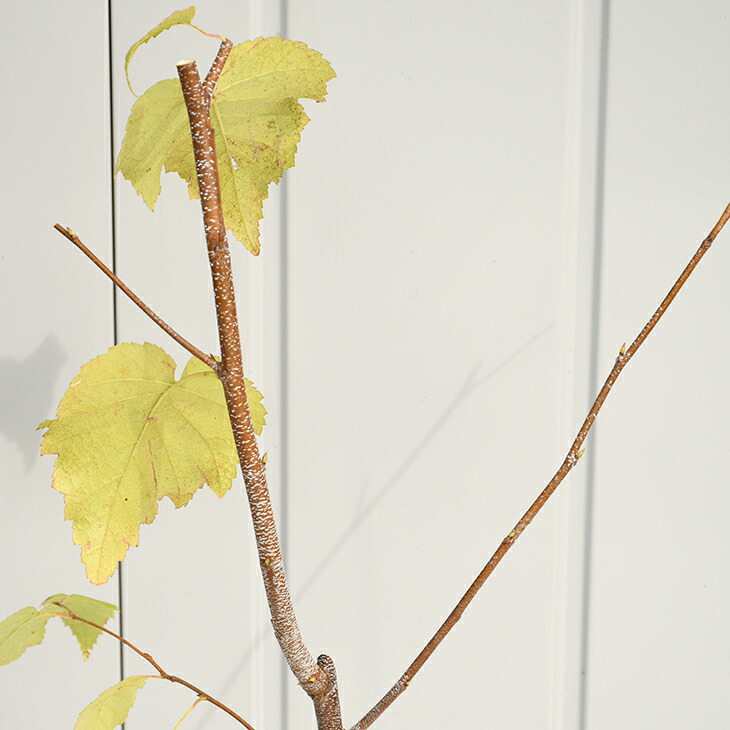 楽天市場】シラカバ 苗 【シラカバ】 2年生 4号ポット苗 白樺 苗木