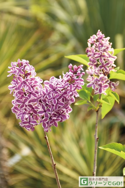 楽天市場】ライラック 苗 【センセーション】 ポット苗 リラの木