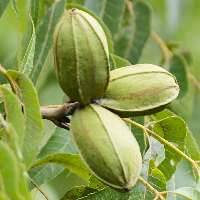楽天市場】ナッツの木 苗 【ペカン （ウィチタ）】 接ぎ木苗 ピーカン