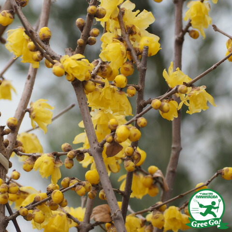 楽天市場】ロウバイ 苗 【満月ロウバイ（まんげつろうばい）】 1.0m 根