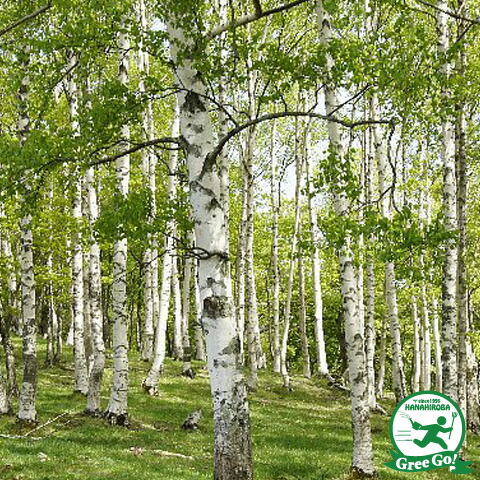 植木 盆栽 シンボルツリー 白樺」の人気商品一覧 | 安い商品を通販