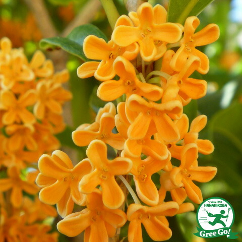 楽天市場】◇送料無料◇ モクセイ 苗 【キンモクセイ】 約0.9m根巻き苗