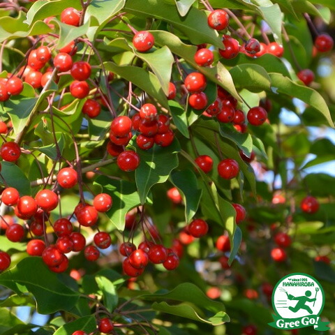 楽天市場】ソヨゴ 苗 【ソヨゴ （実のなる雌株）】 約0.4m ポット苗