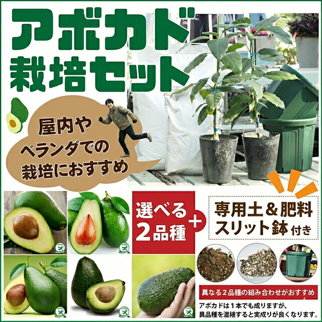 楽天市場】アボカド 苗 【2品種選べる アボカド栽培セット】 2年生