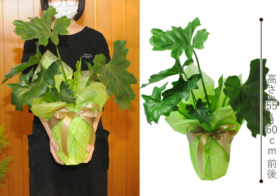 楽天市場】観葉植物 室内用 花 ギフト 誕生日プレゼント セローム 6号