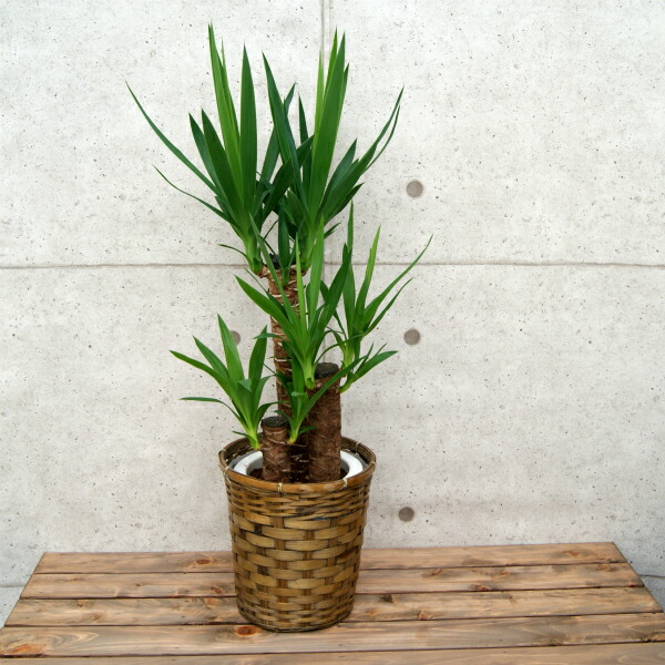 楽天市場】観葉植物 ユッカ エレファンティペス 7号鉢 高さ約80～100cm