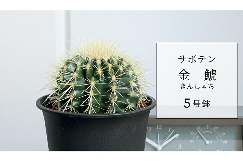楽天市場】【25日はP5倍！】サボテン 金鯱（キンシャチ） 5号