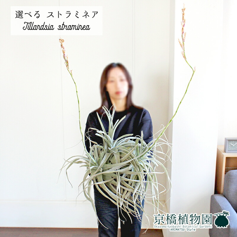 楽天市場】【現品】チランジア・ストラミネア 特大群生【選べる観葉
