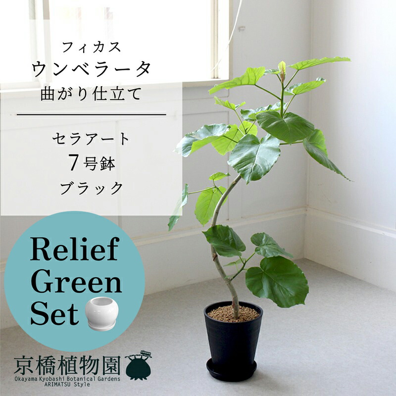 観葉植物 7号 ウンベラータ」の人気商品一覧 | 安い商品を通販サイト