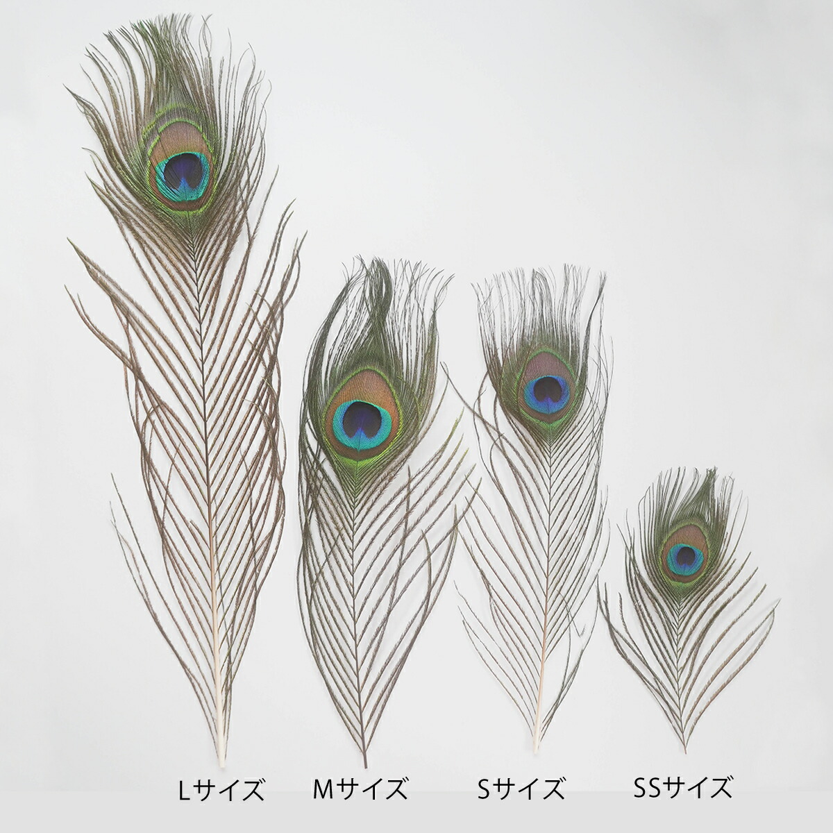 楽天市場】孔雀の羽 ピーコックアイ ミニサイズ 4本入りフェザー