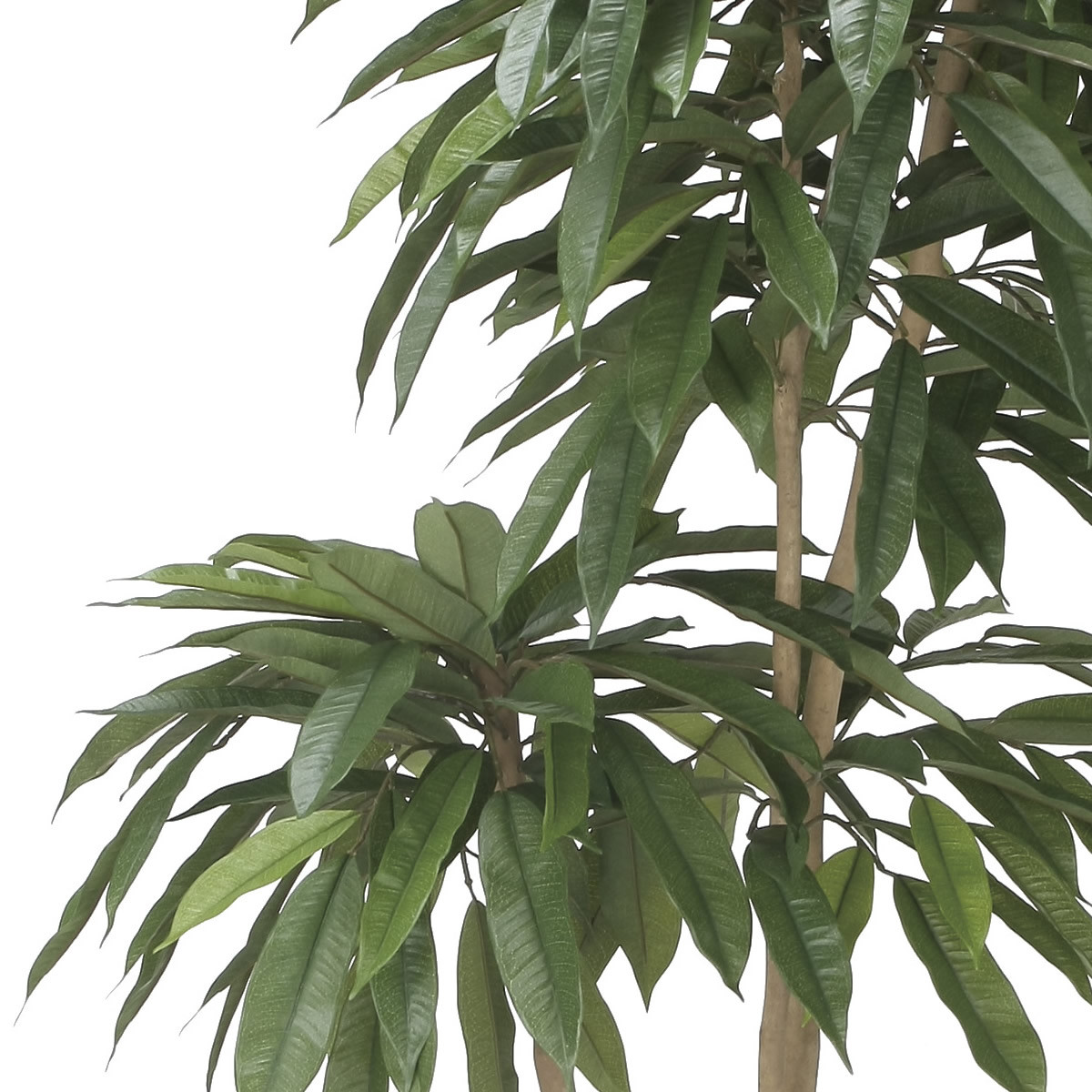 楽天市場】光触媒 光の楽園 アムステルラバーキング1.6 インテリア