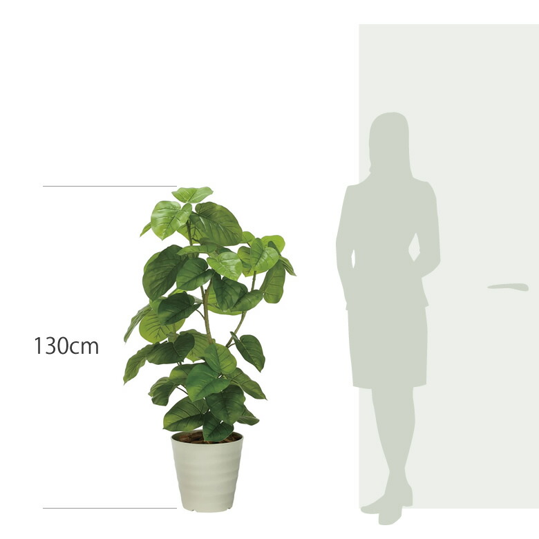 楽天市場】光触媒 光の楽園 フレッシュDXウンベラータ1.3m フェイク