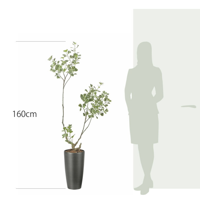 楽天市場】光触媒 光の楽園 スリムフィカストライアングル1.6m