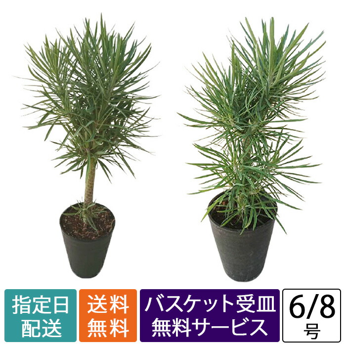 楽天市場】観葉植物 モンキーツリー 幸せの木 セネシオ・クレイニア 6