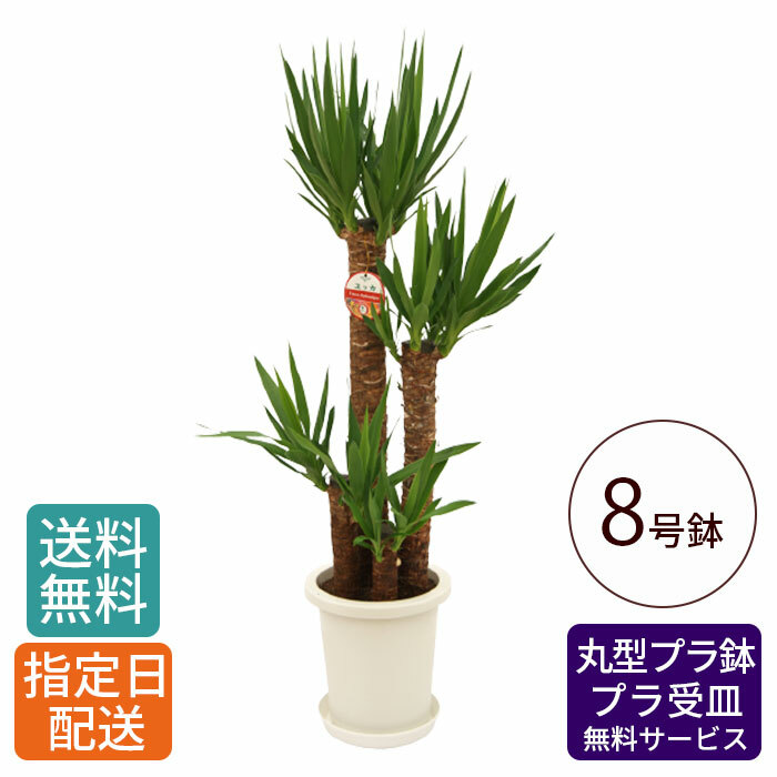 観葉植物 8号 ユッカ」の人気商品一覧 | 安い商品を通販サイトから探す