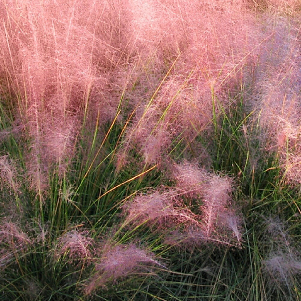 楽天市場】【多年草】 ミューレンベルギア カピラリス