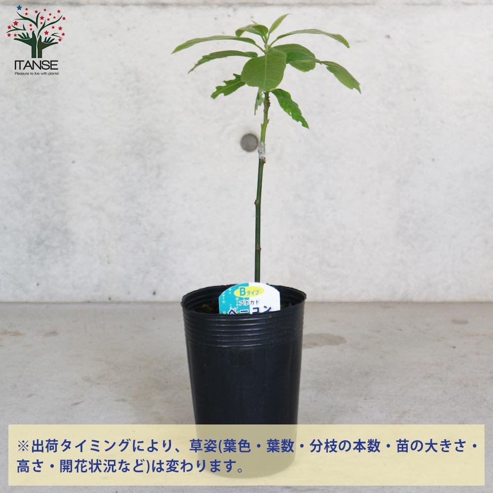 楽天市場】【マラソン☆ポイント5倍】アボカドの苗木品種：ベーコン