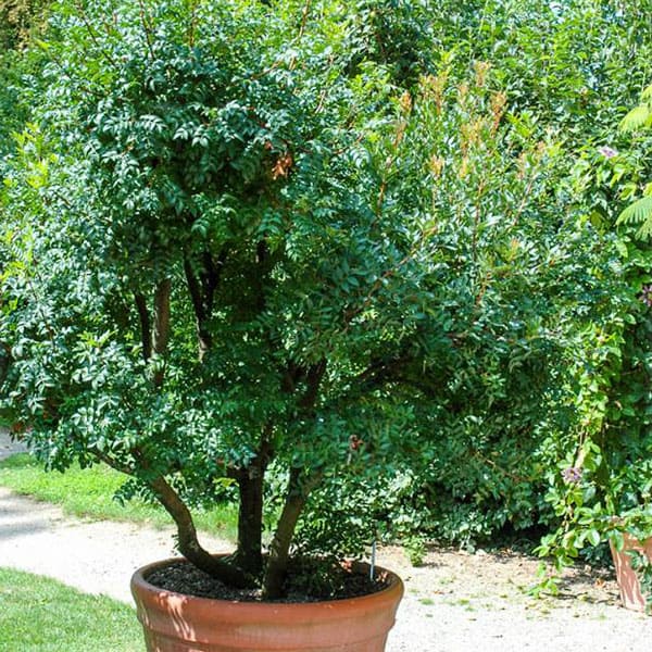 楽天市場】【送料無料】ピスタチオ 植木苗 15cmポット1個 ピスタチオ