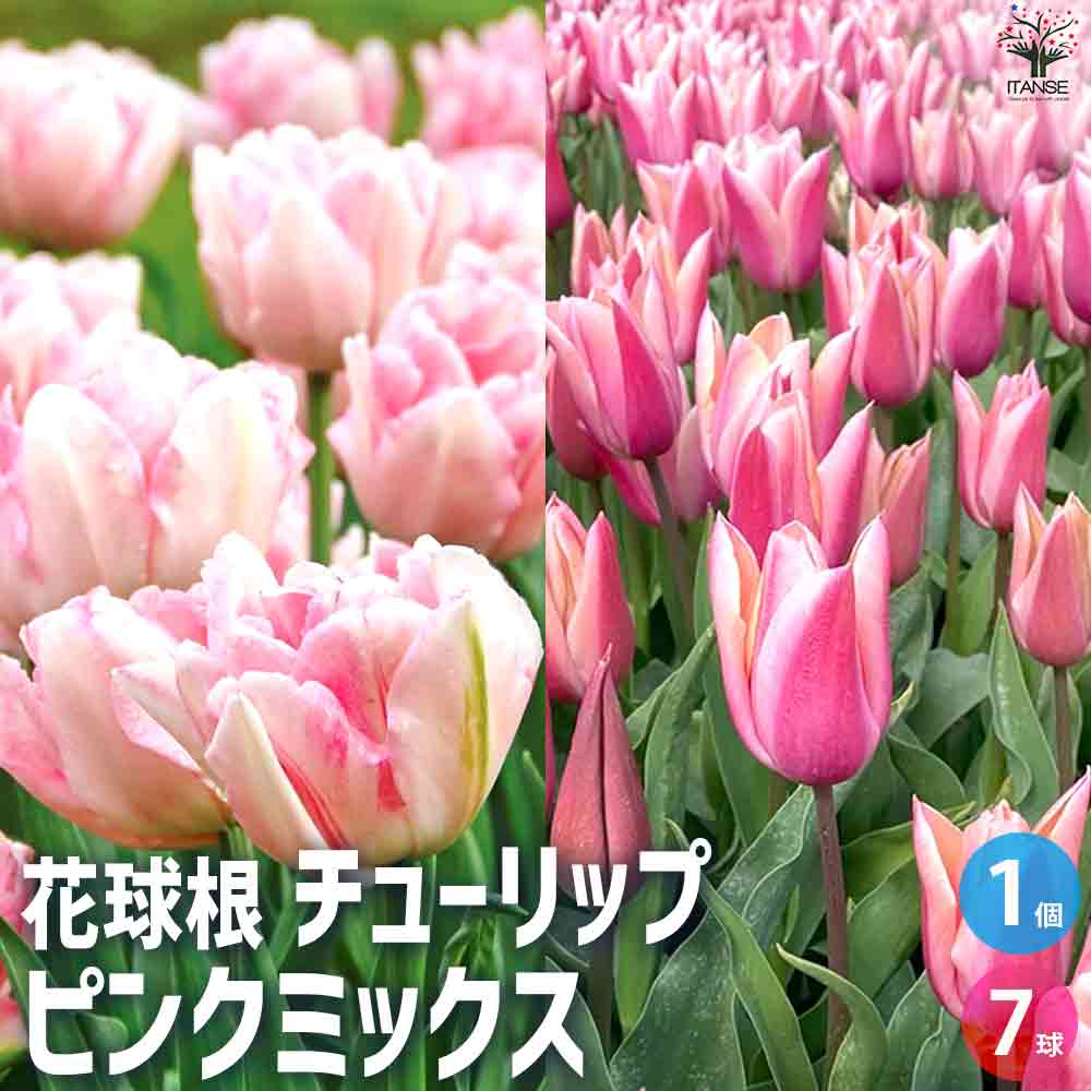 楽天市場】【マラソン☆ポイント5倍】球根 チューリップ ピンク
