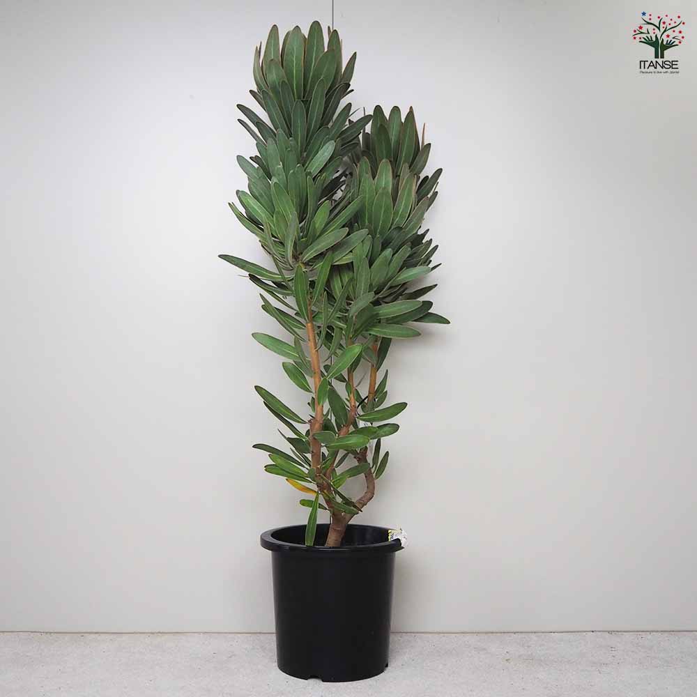 楽天市場】【送料無料】プロテア スペシャルピンクアイス 花木苗 8号鉢