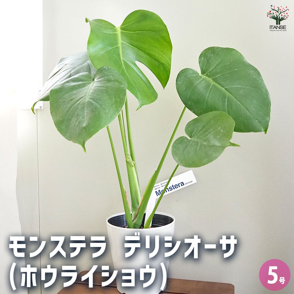 楽天市場】モンステラ デリシオーサ（サイズ（植木鉢）4 ～ 6号）（花