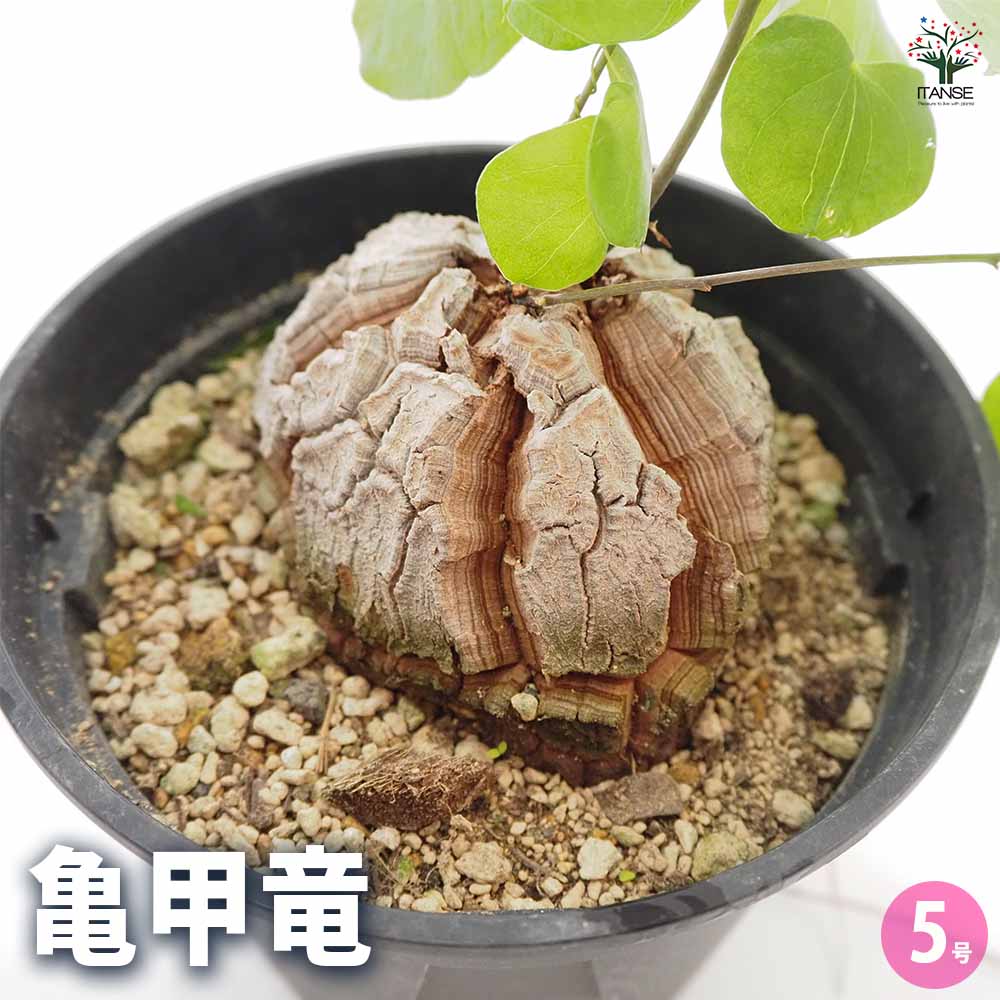 楽天市場】【マラソン☆ポイント5倍】亀甲竜 ( きっこうりゅう ) 多肉