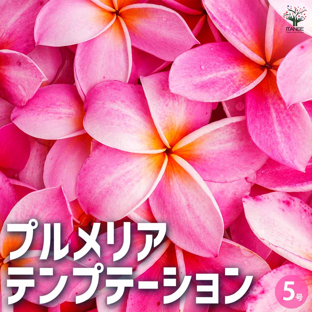 プルメリア 花 鉢植え」の人気商品一覧 | 安い商品を通販サイトから