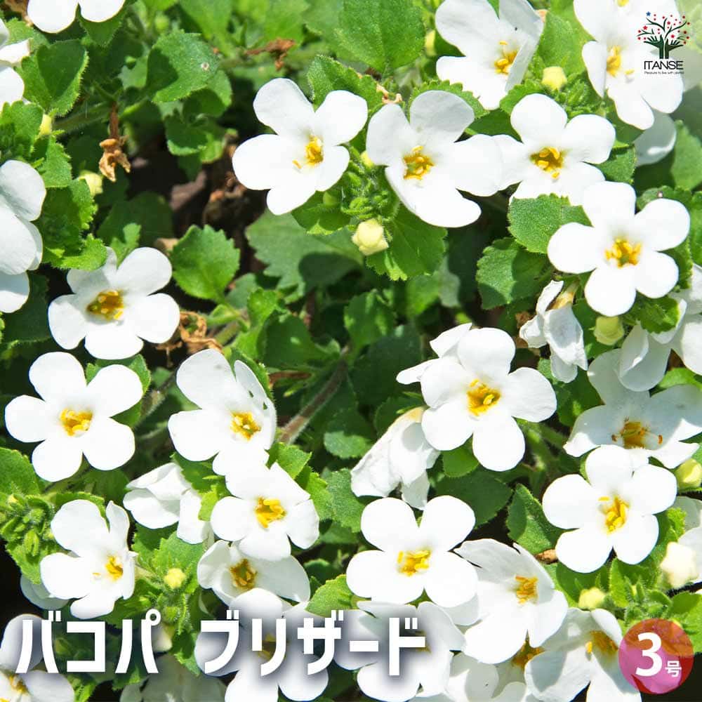 楽天市場】【まもなく締め切り】 予約販売 クレマチス 苗 マクロペタラ