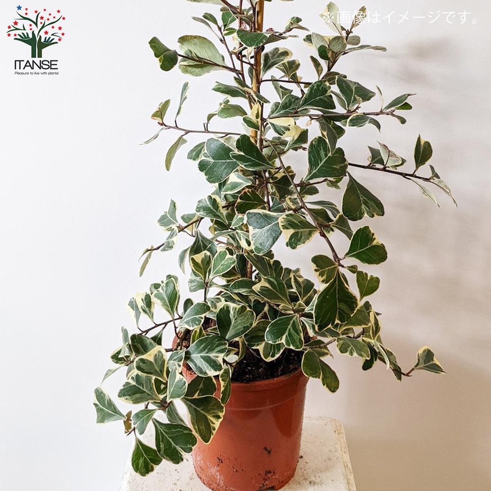 楽天市場】【マラソン☆ポイント5倍】フィカス トライアンギュラリス